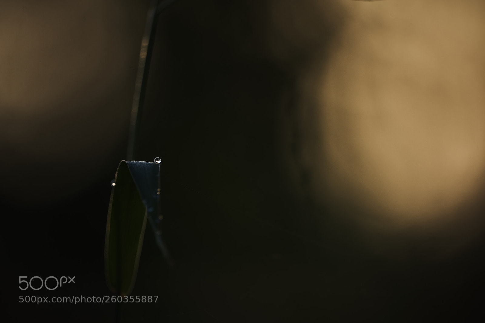Sony a99 II sample photo. Awakening photography