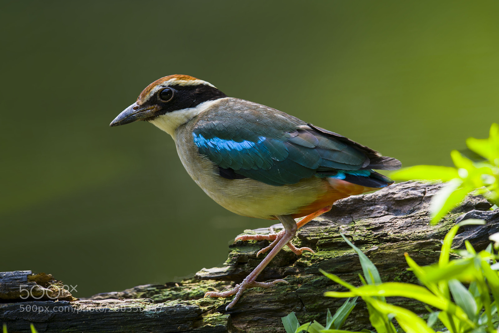 Nikon D4 sample photo. Fairy pitta photography