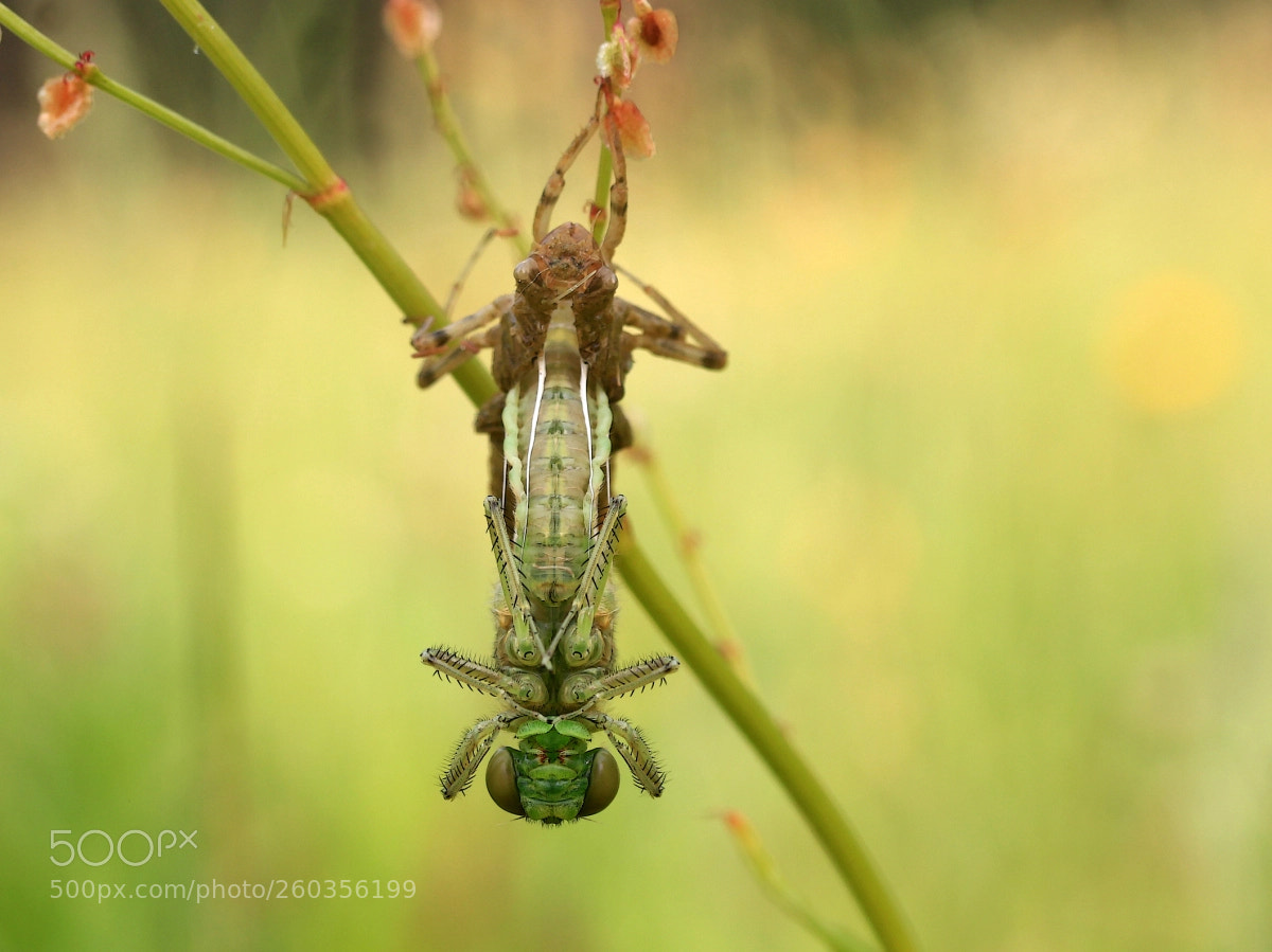 Canon EOS 600D (Rebel EOS T3i / EOS Kiss X5) sample photo. Dragonfly birth photography