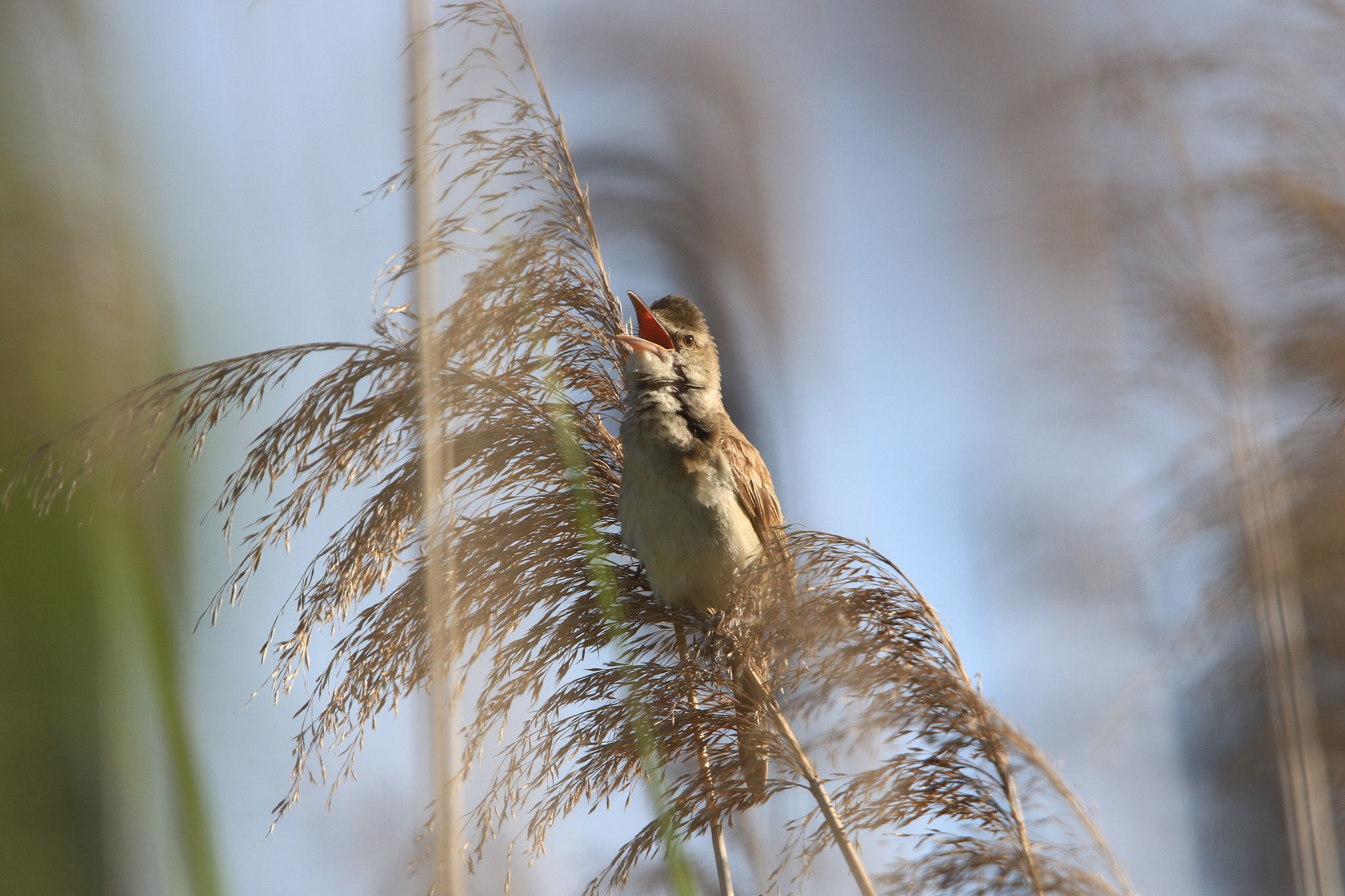 Canon EOS 7D Mark II + Canon EF 400mm F2.8L IS USM sample photo. Great reed warbler オオヨシキリ photography