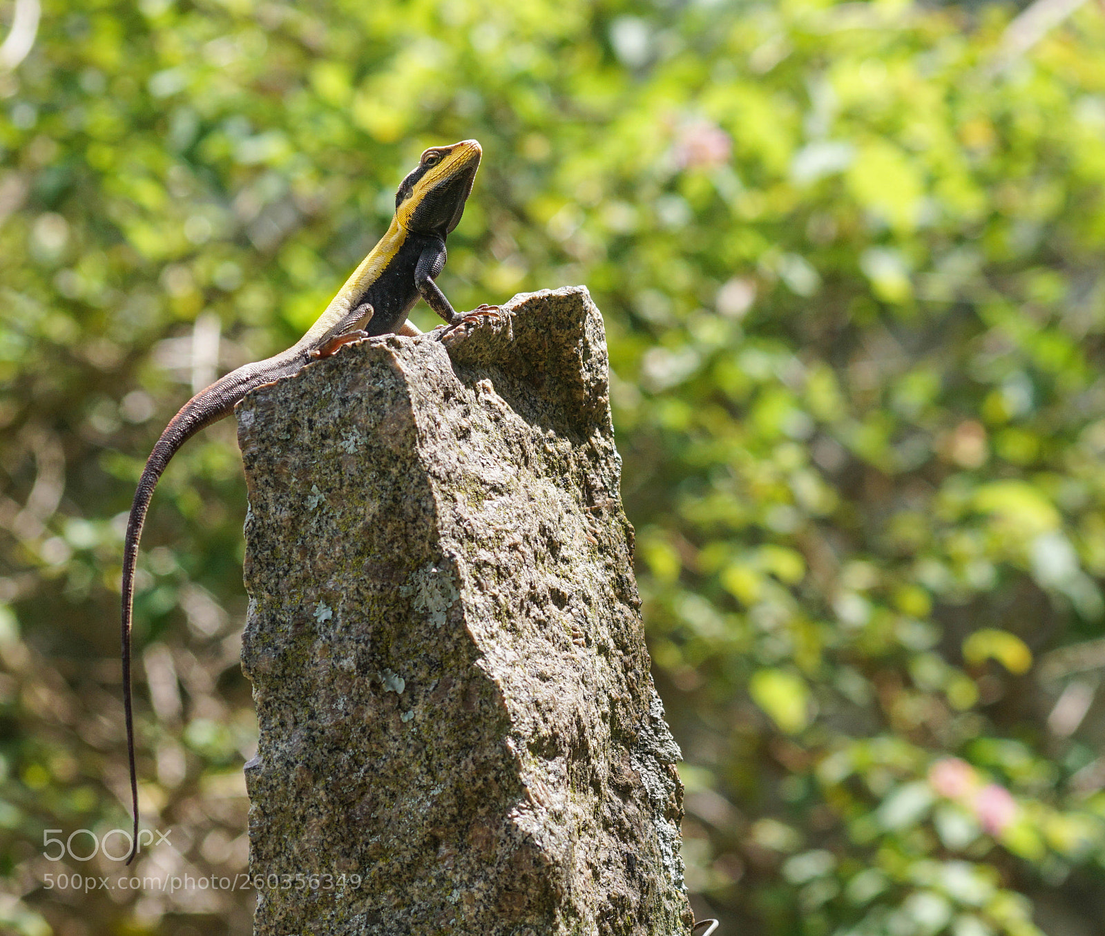 Sony a6000 sample photo. Rock agama photography