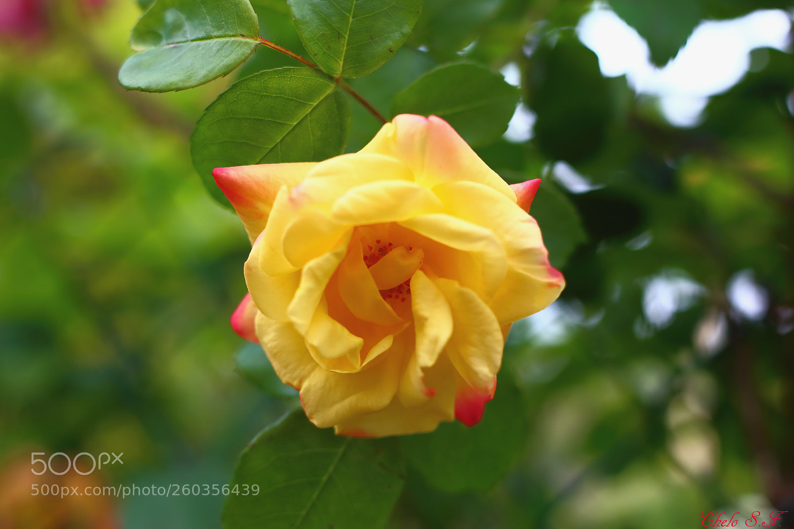 Canon EOS 6D sample photo. Untitled photography