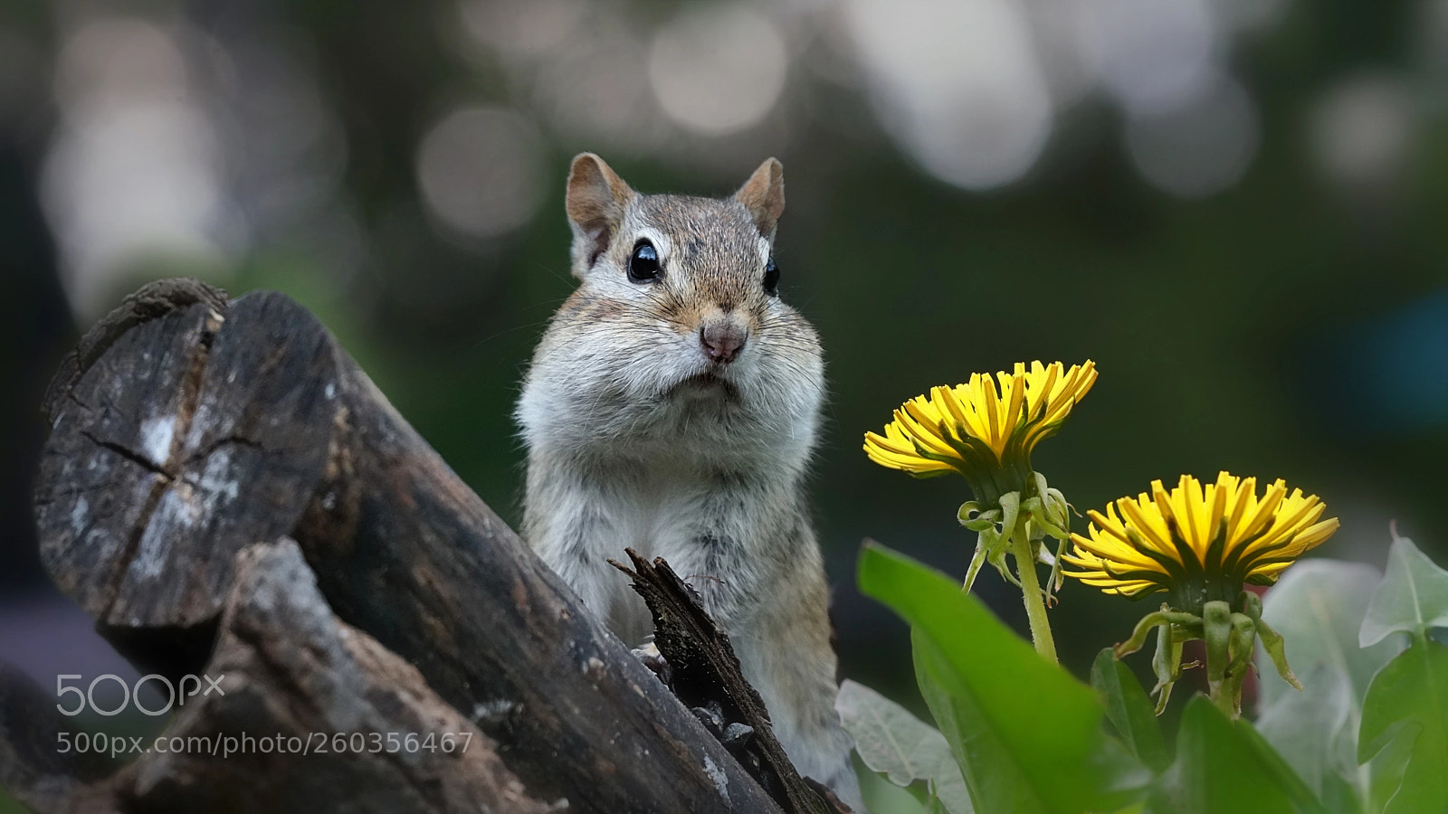 Sony a6300 sample photo. Chubby cheeks photography