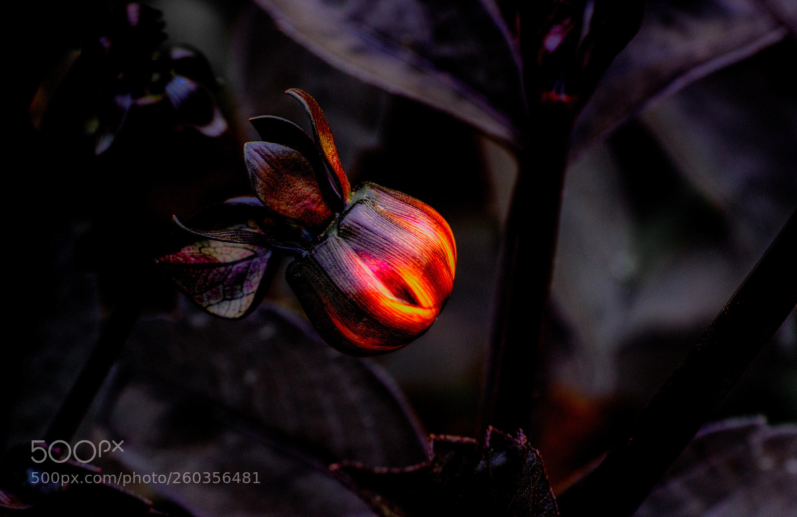 Sony SLT-A77 sample photo. Fruit of flame photography