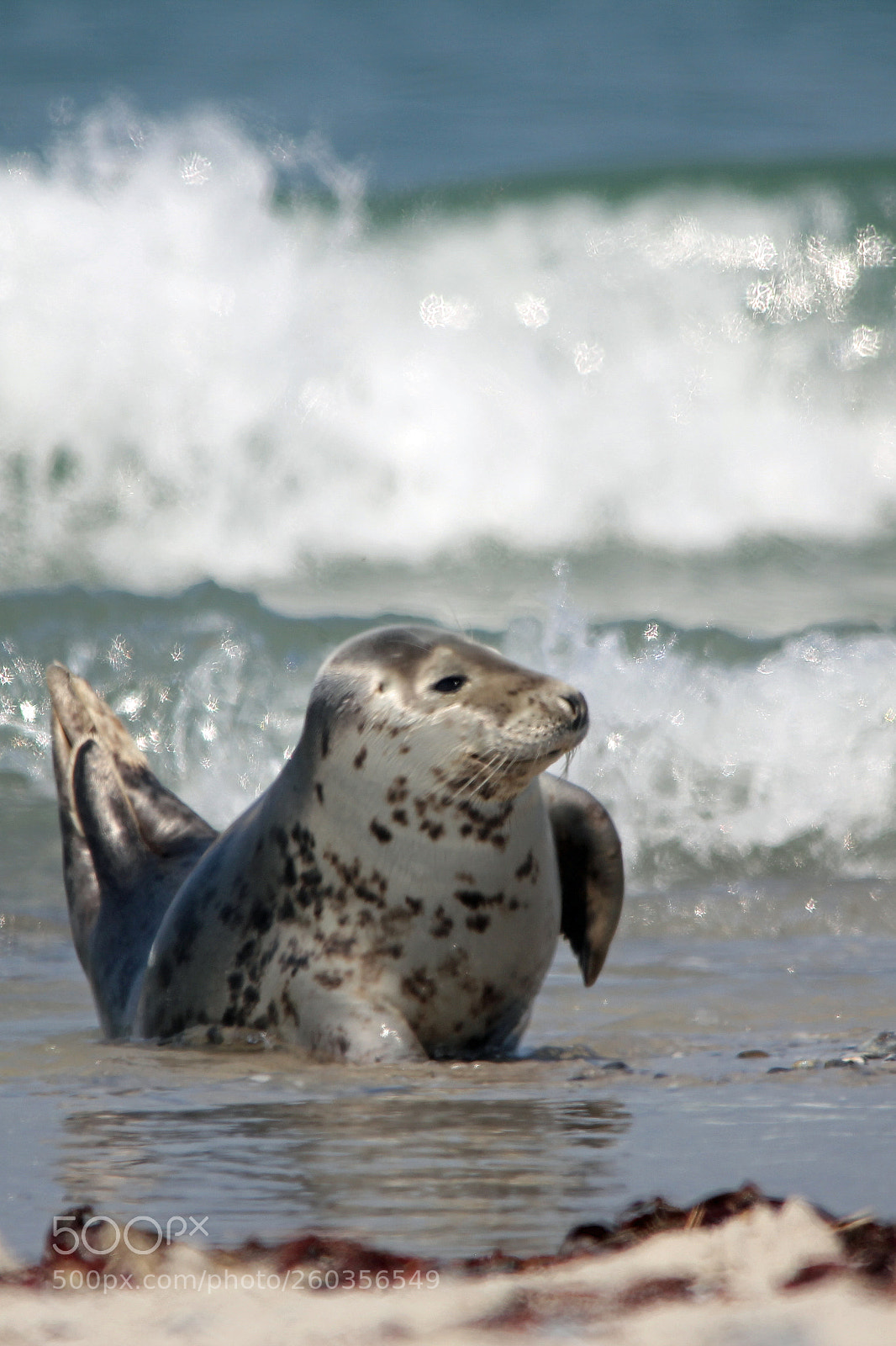 Canon EOS 550D (EOS Rebel T2i / EOS Kiss X4) sample photo. Grey seal (halichoerus grypus) photography