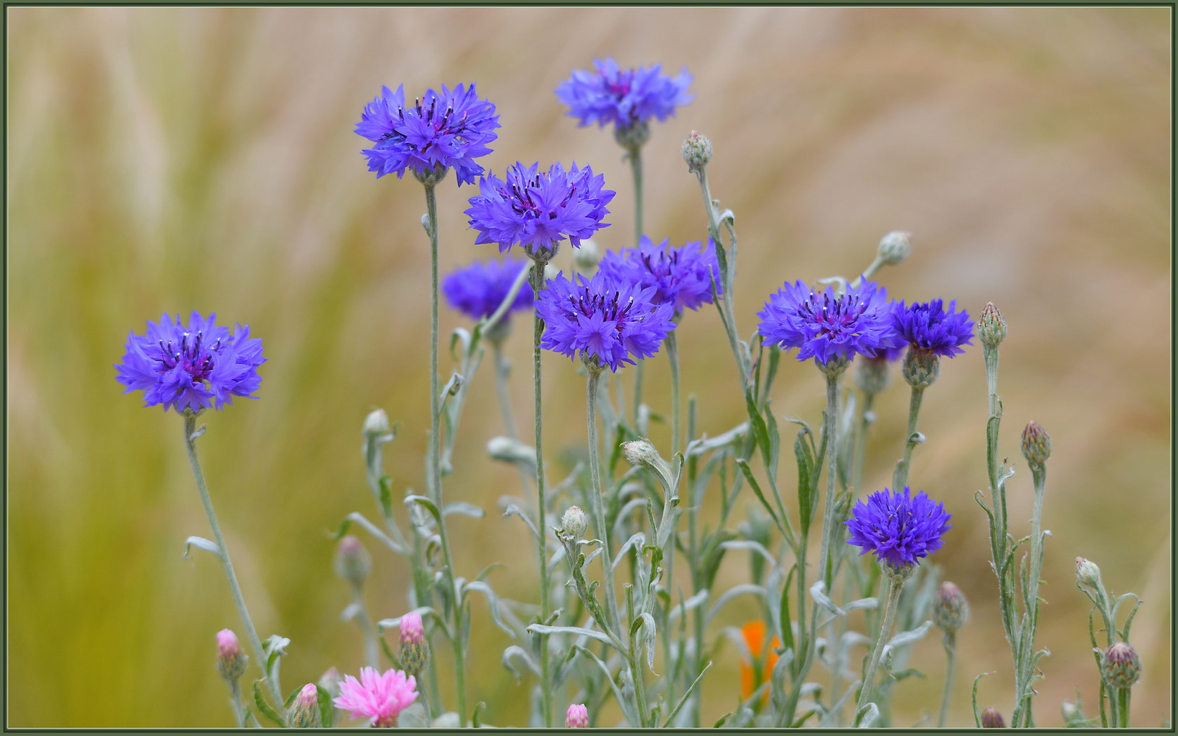 Sigma 120-400mm F4.5-5.6 DG OS HSM sample photo. Blue cornflower bouquet photography