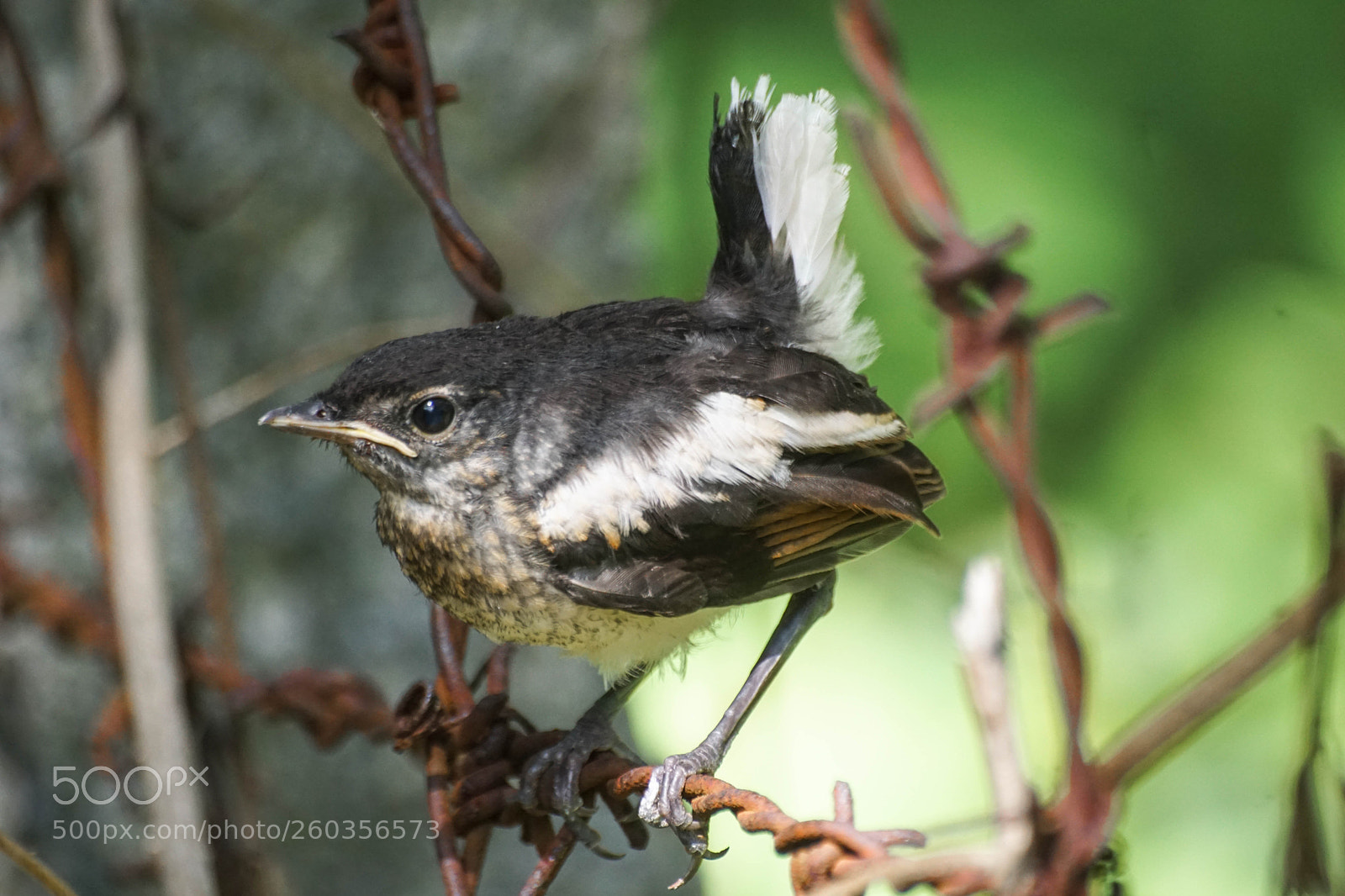 Sony a6000 sample photo. Magpie robin juvenile photography