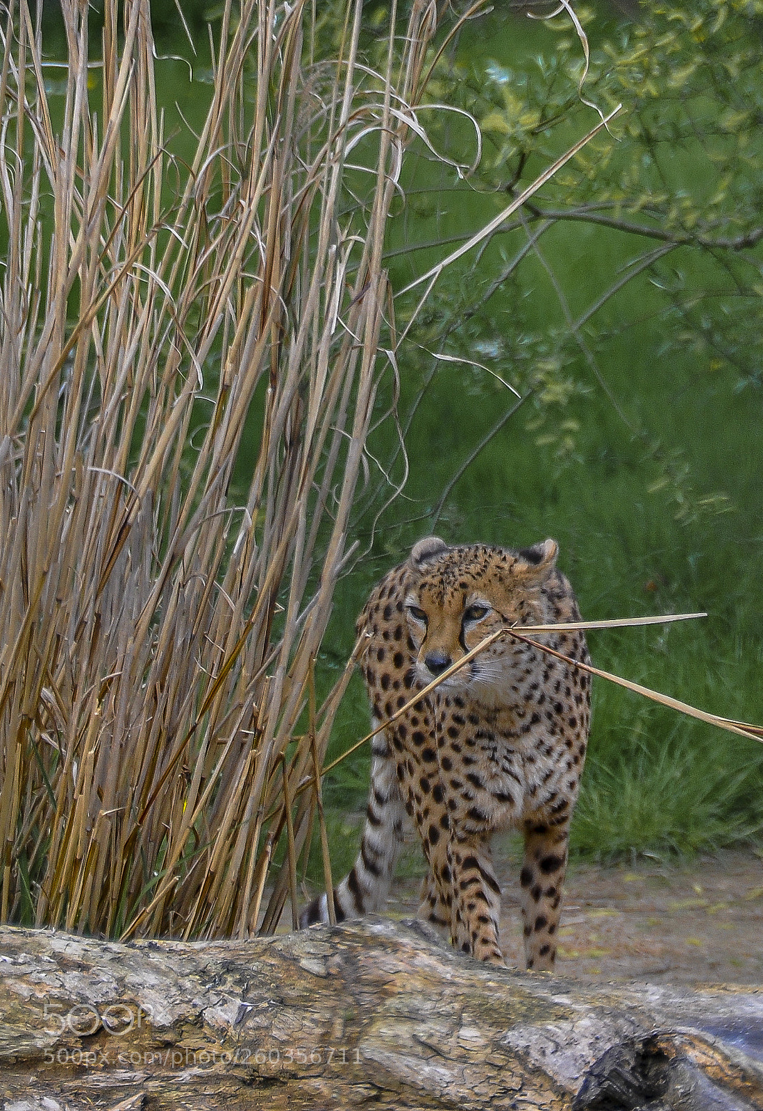 Nikon D90 sample photo. Untitled photography