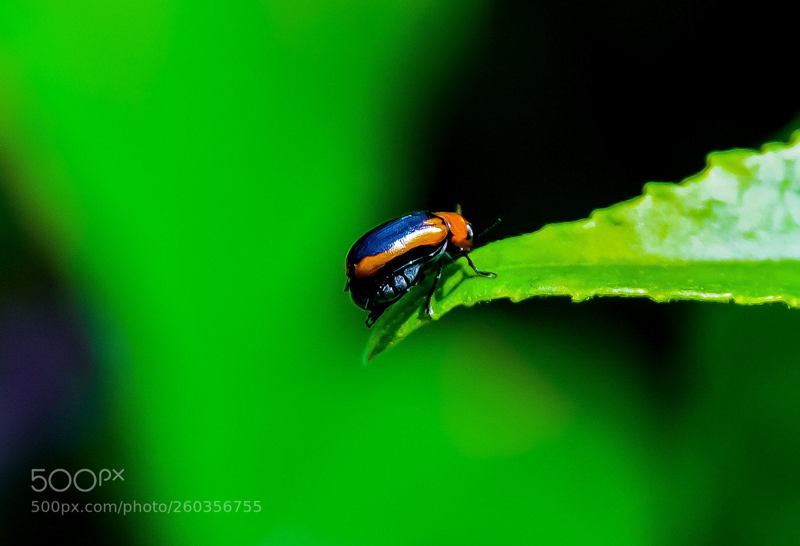Nikon D300 sample photo. Little beetle photography