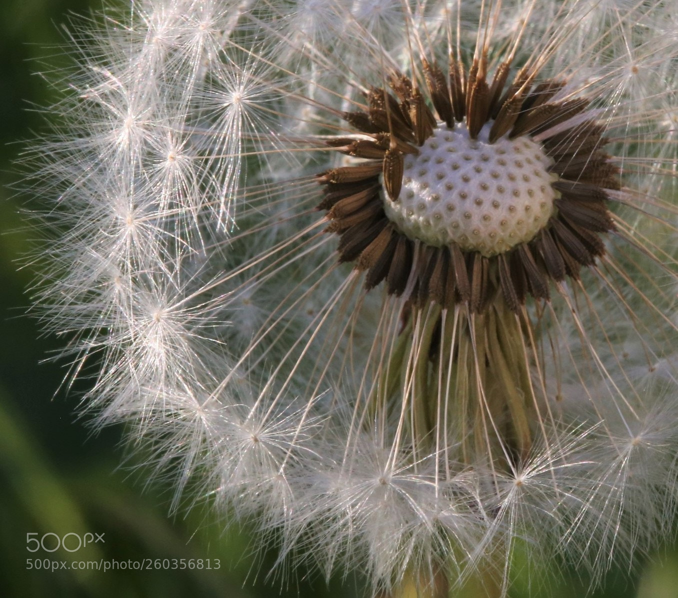 Canon EOS 6D sample photo. Dandelion seeds photography