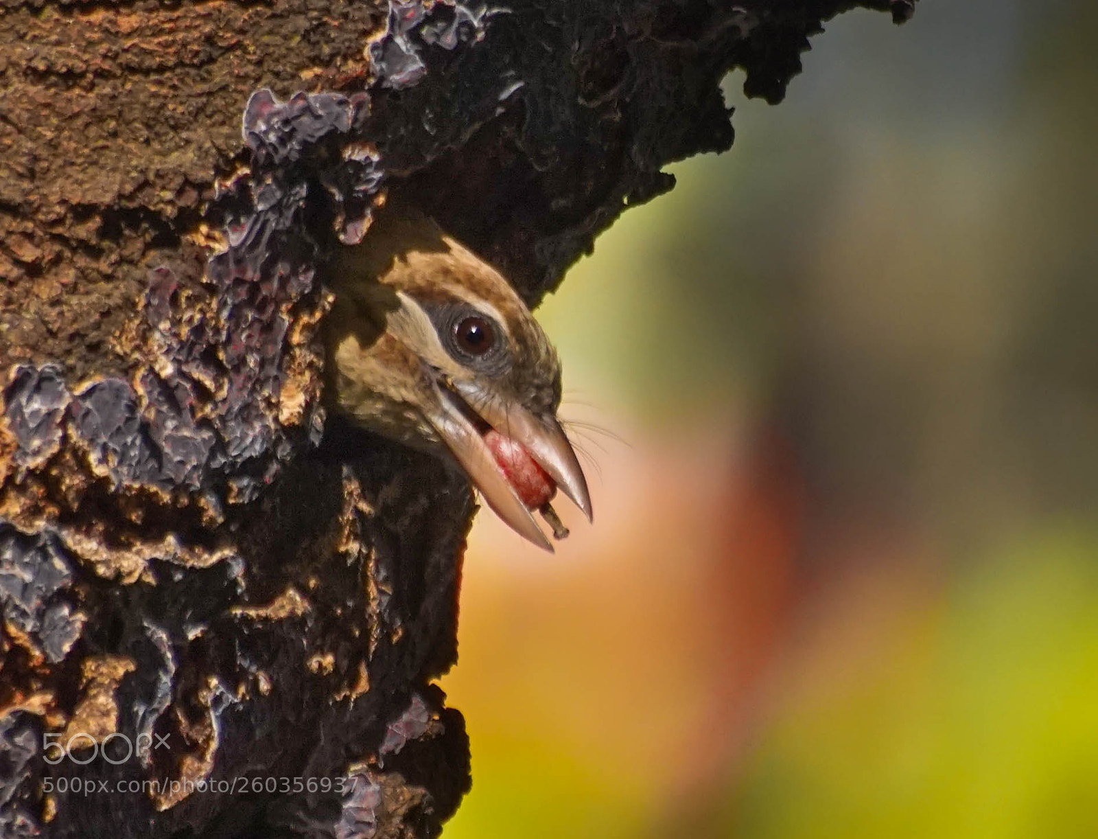 Sony a6000 sample photo. White-cheeked barbet photography