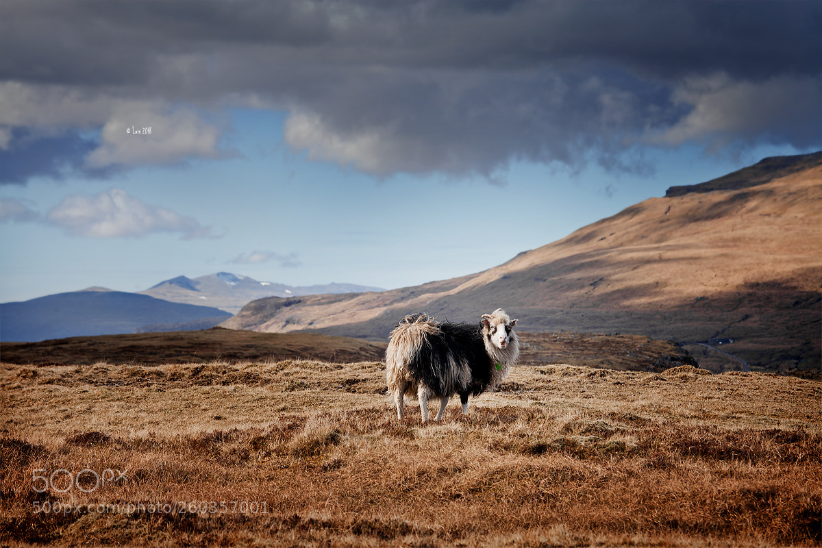 Canon EOS 5D Mark II sample photo. Faroe islands photography