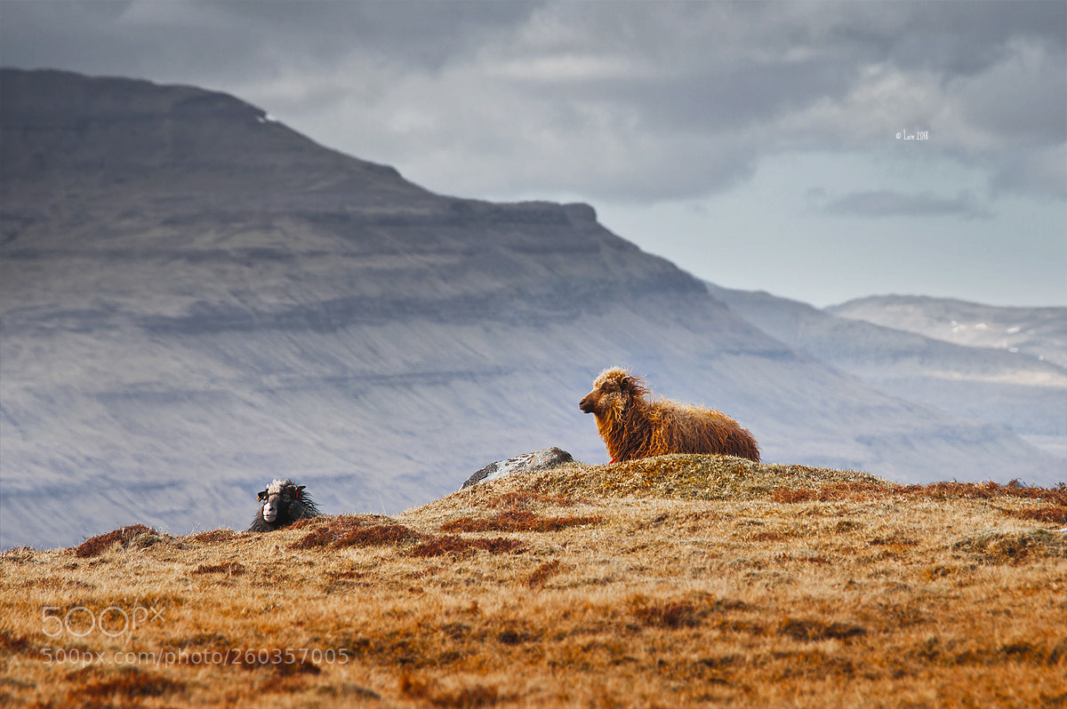 Canon EOS 5D Mark II sample photo. Faroe islands photography
