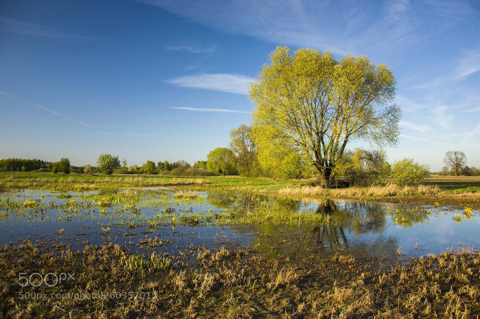 Nikon D5200 sample photo. Large tree and flooded photography