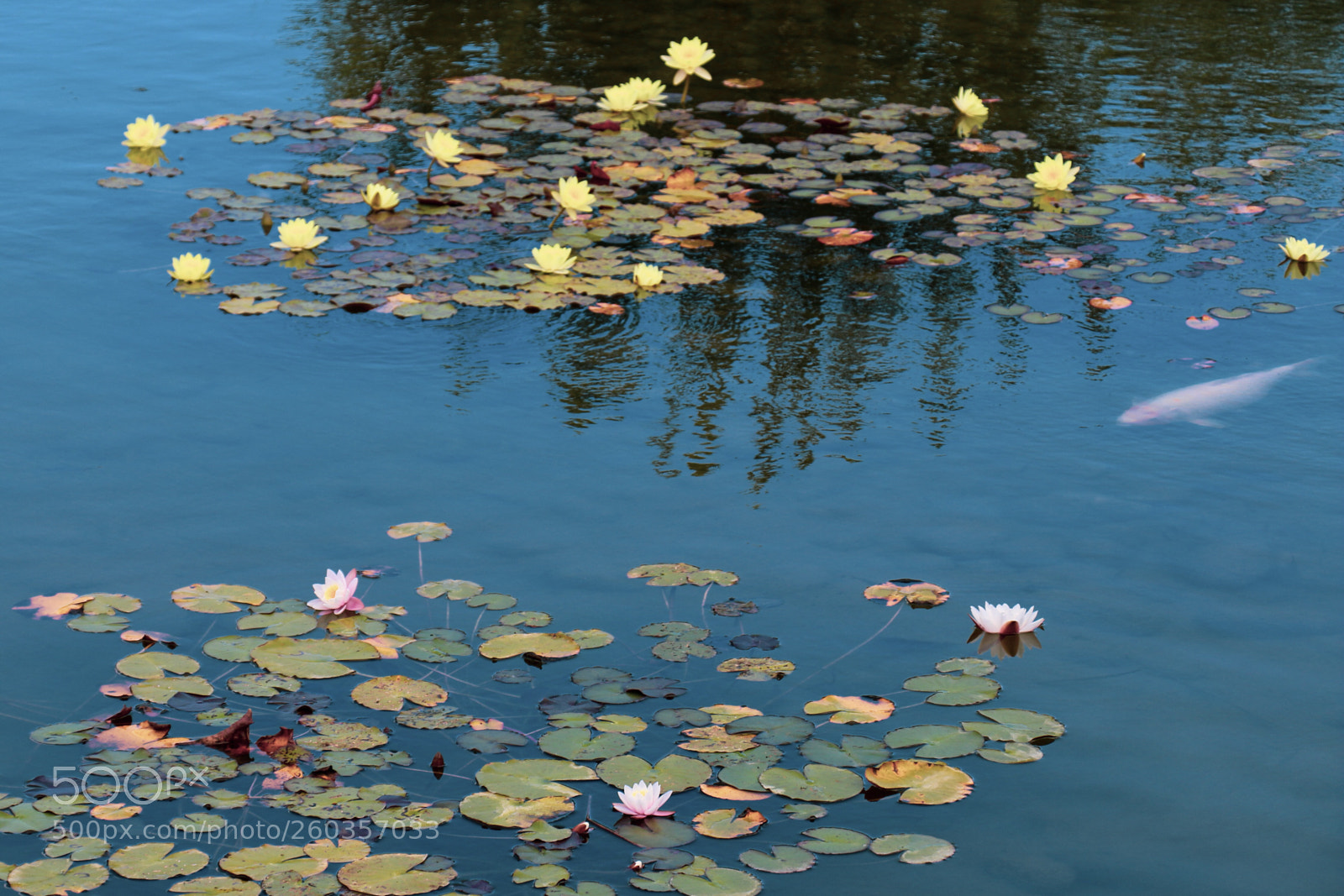 Canon EOS 70D sample photo. ... photography