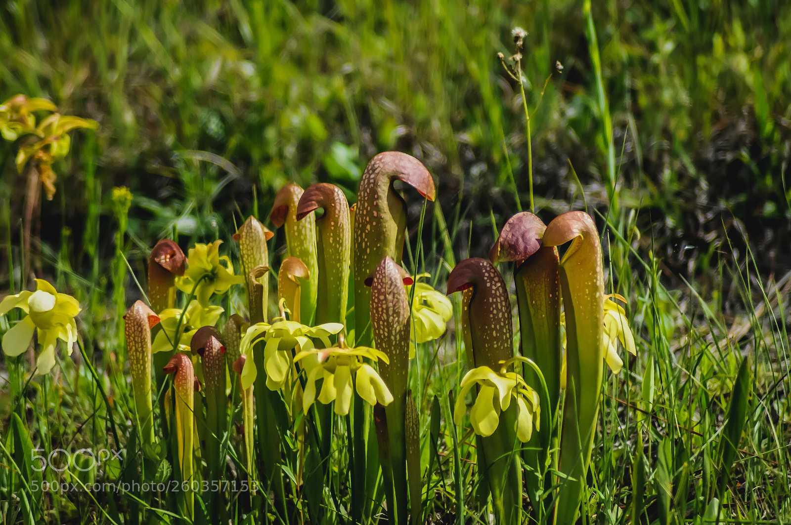 Nikon D300 sample photo. Pitcher plants photography