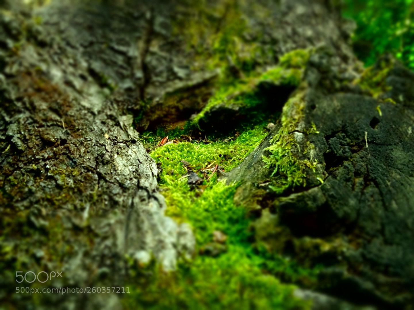 Sony Cyber-shot DSC-HX400V sample photo. Kirsh photography