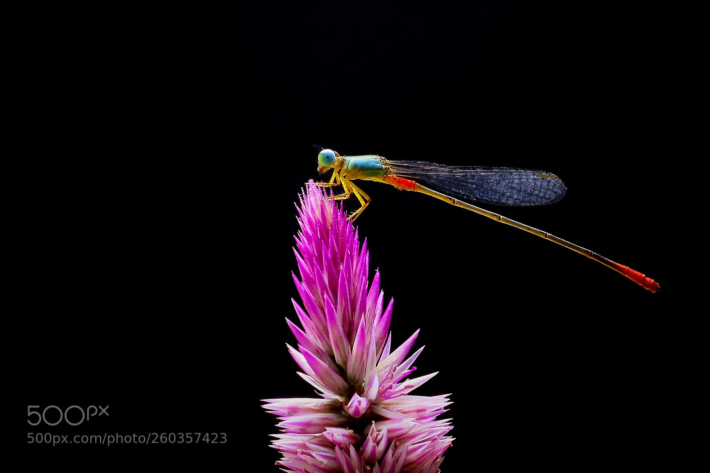 Canon EOS 1100D (EOS Rebel T3 / EOS Kiss X50) sample photo. Damselfly photography