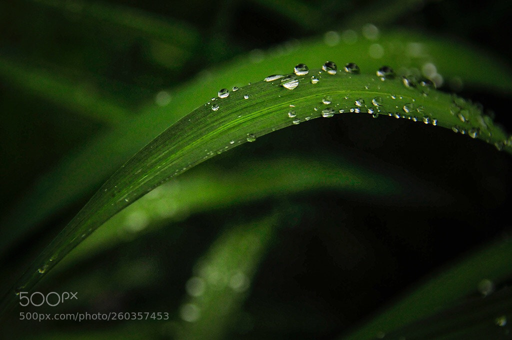 Nikon D300S sample photo. Morning dew.. photography