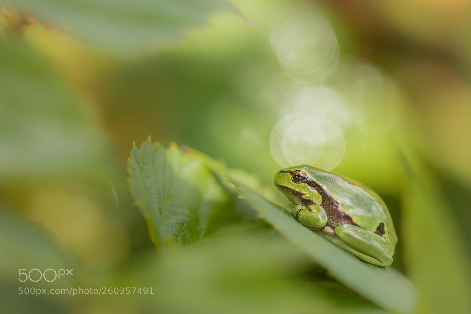 Canon EOS 70D sample photo. Tree frog photography
