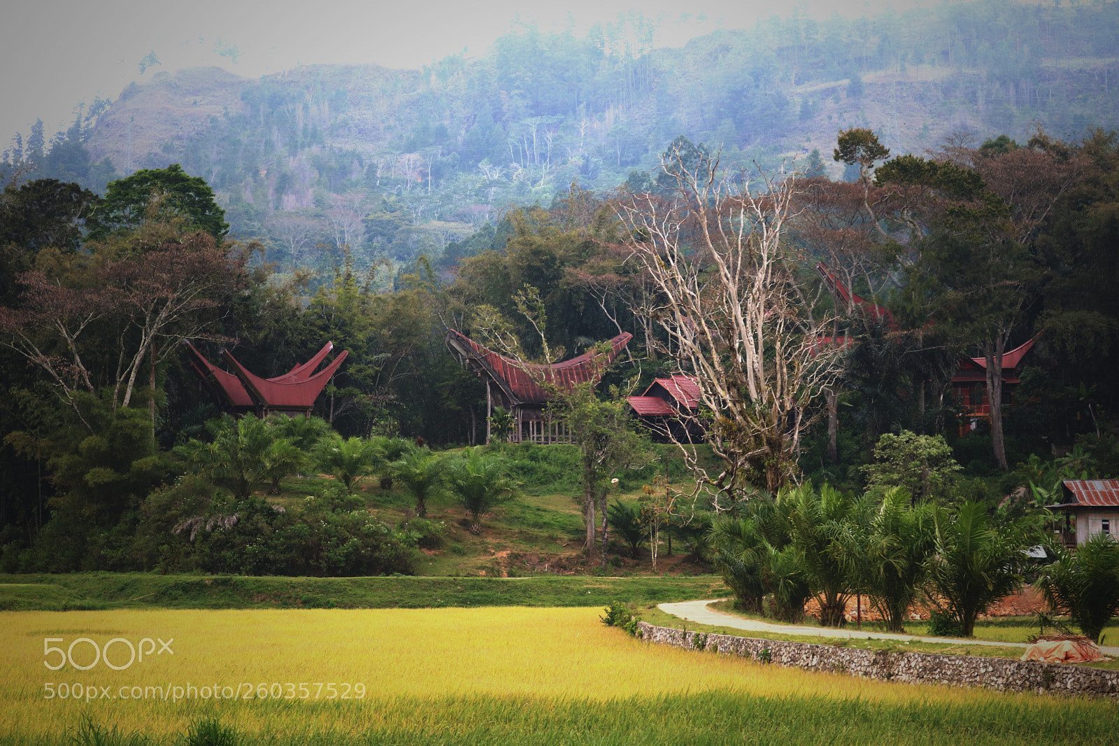Canon EOS 750D (EOS Rebel T6i / EOS Kiss X8i) sample photo. Beautiful toraja photography