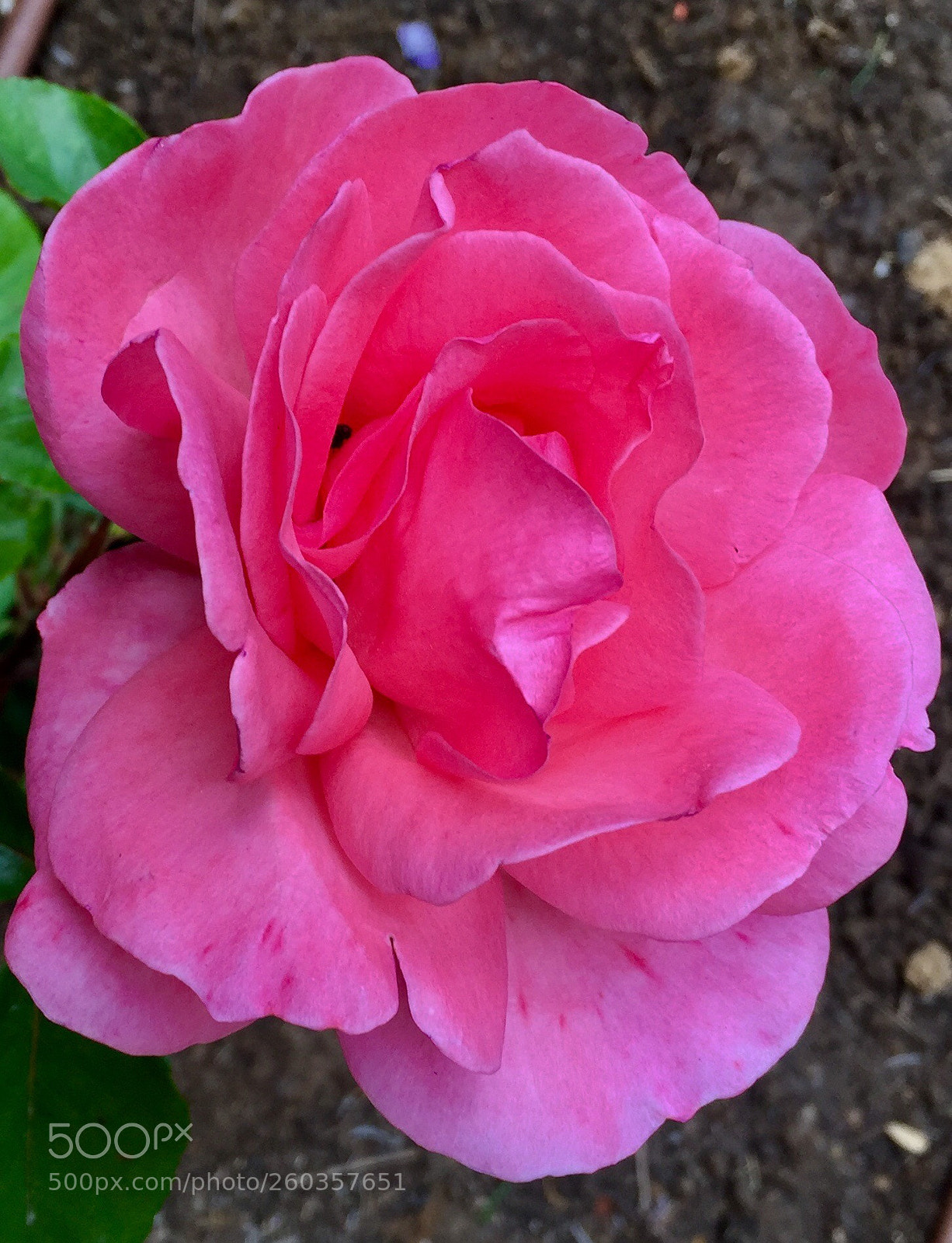 Apple iPhone 6 sample photo. Rosa photography
