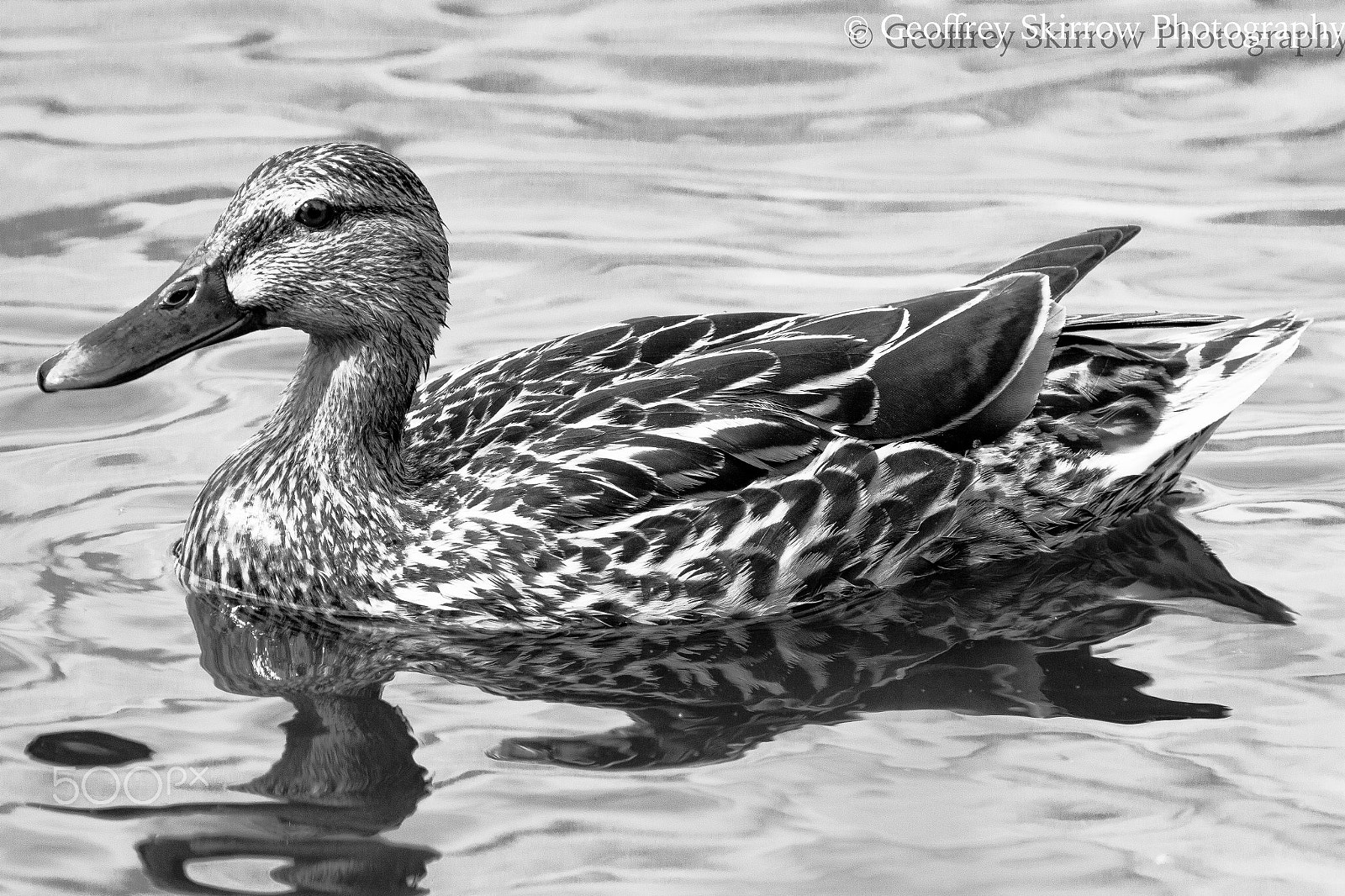 Canon EOS 650D (EOS Rebel T4i / EOS Kiss X6i) sample photo. Female mallard in black and white photography