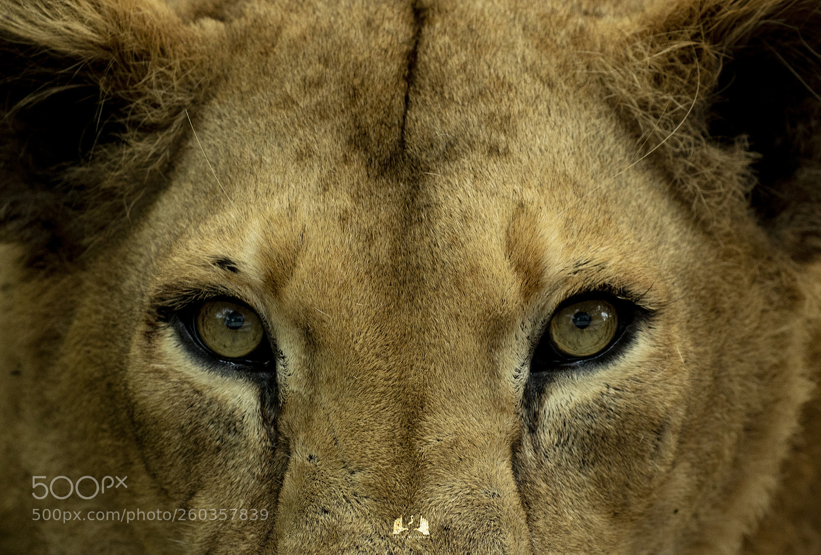 Canon EOS 750D (EOS Rebel T6i / EOS Kiss X8i) sample photo. Lion eyes photography