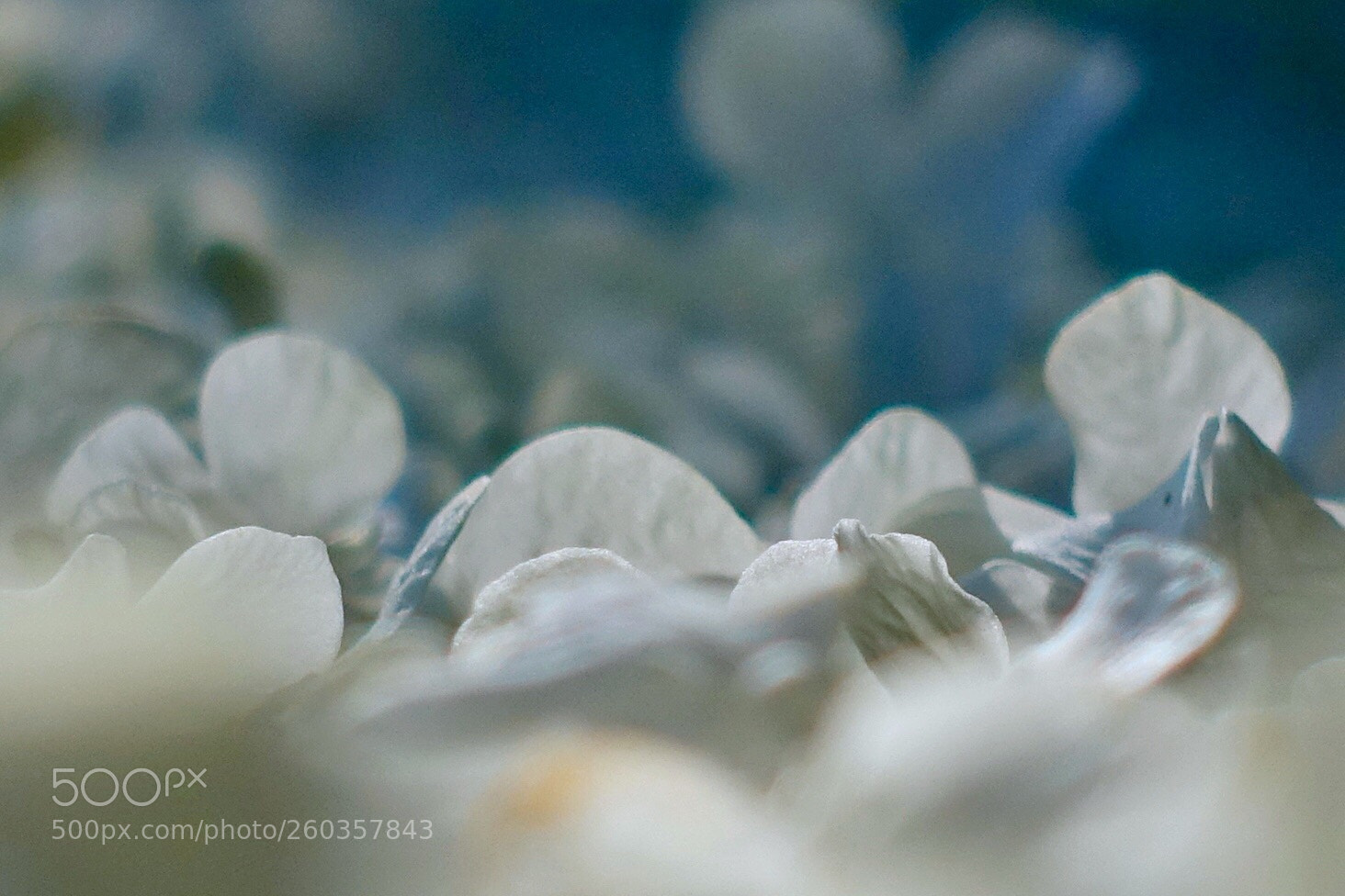 Sony Cyber-shot DSC-RX100 IV sample photo. Falling petals photography