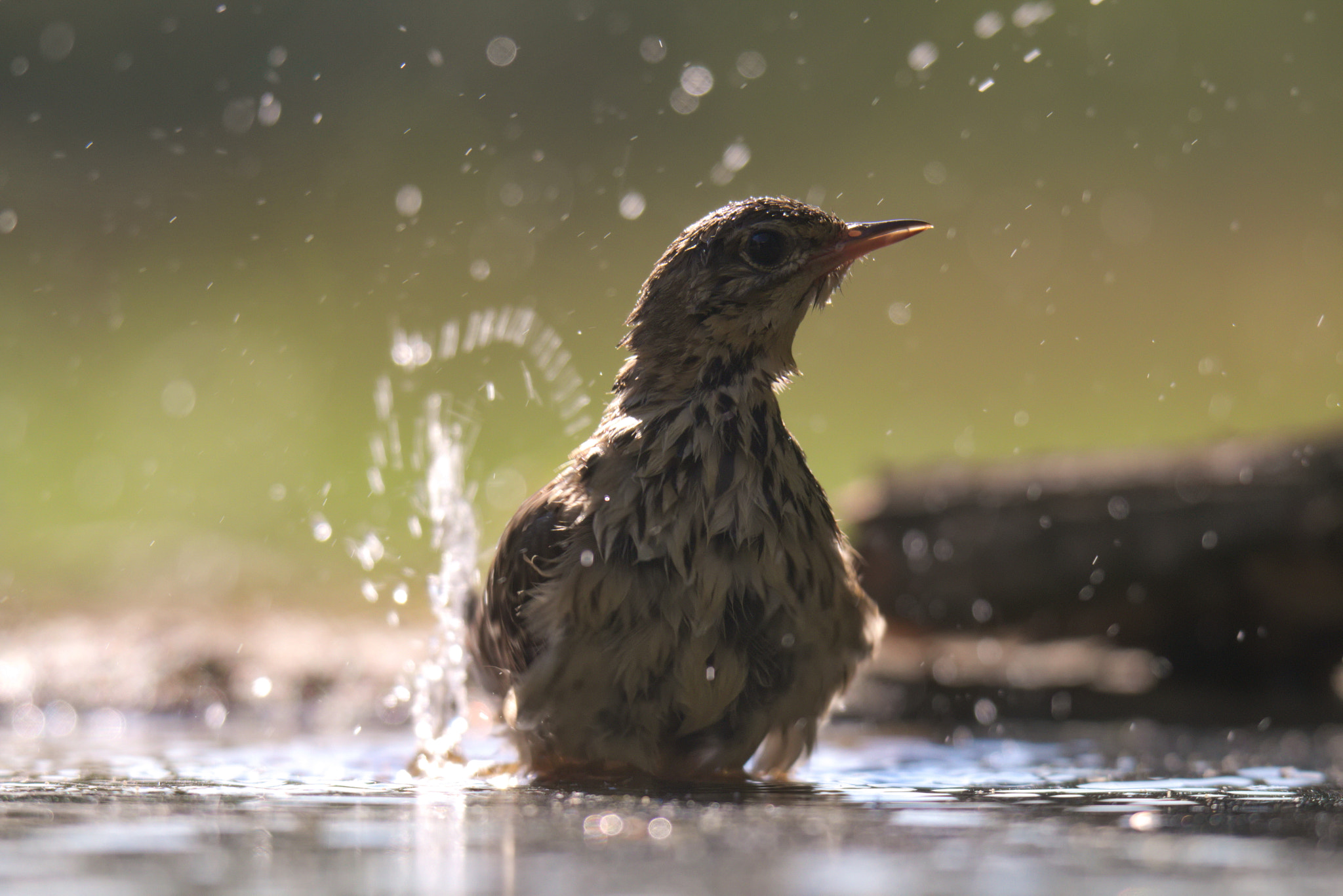 Canon EF 300mm F2.8L IS II USM sample photo. Bathing photography