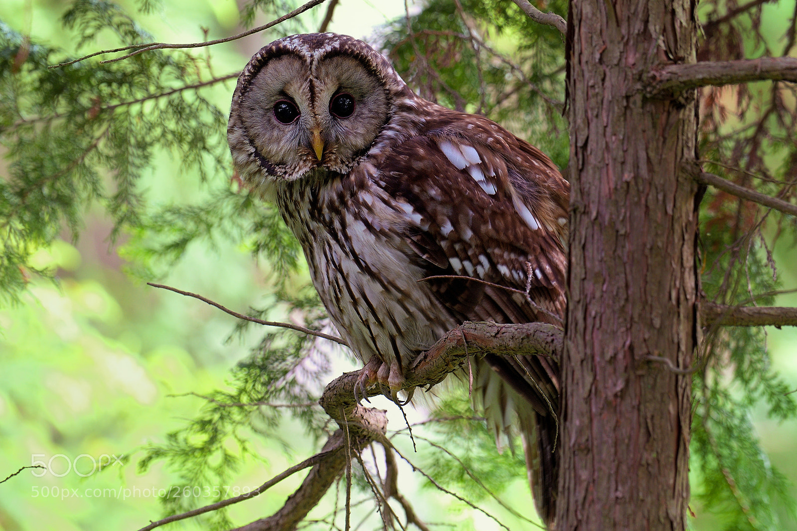 Nikon D500 sample photo. Ural owl photography