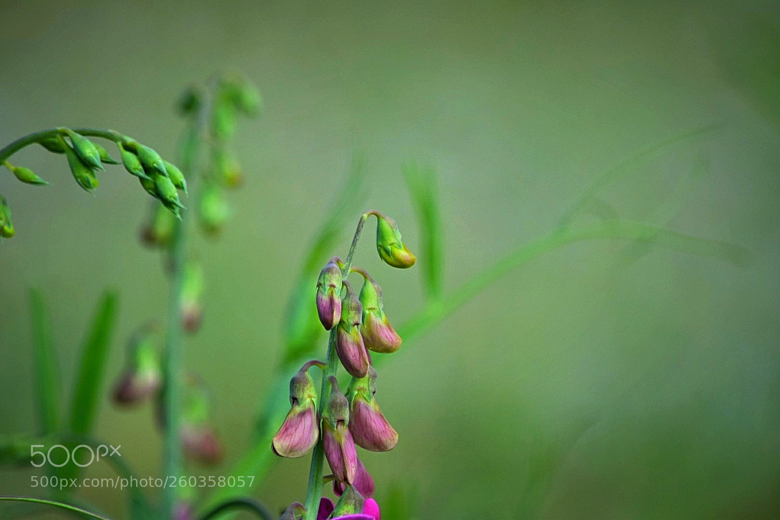 Nikon D5300 sample photo. Wickenknospen! photography