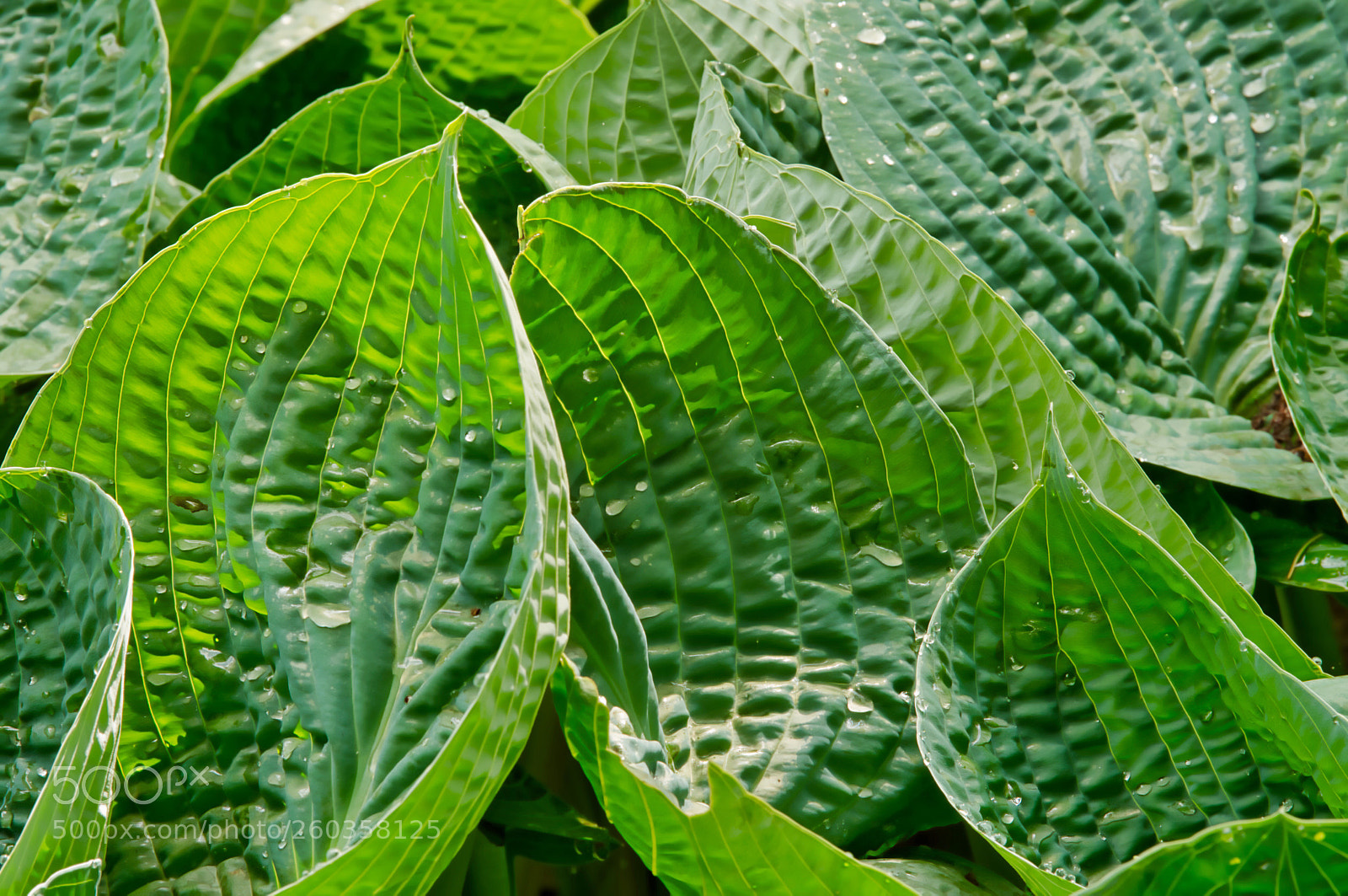 Nikon D750 sample photo. Hosta  photography