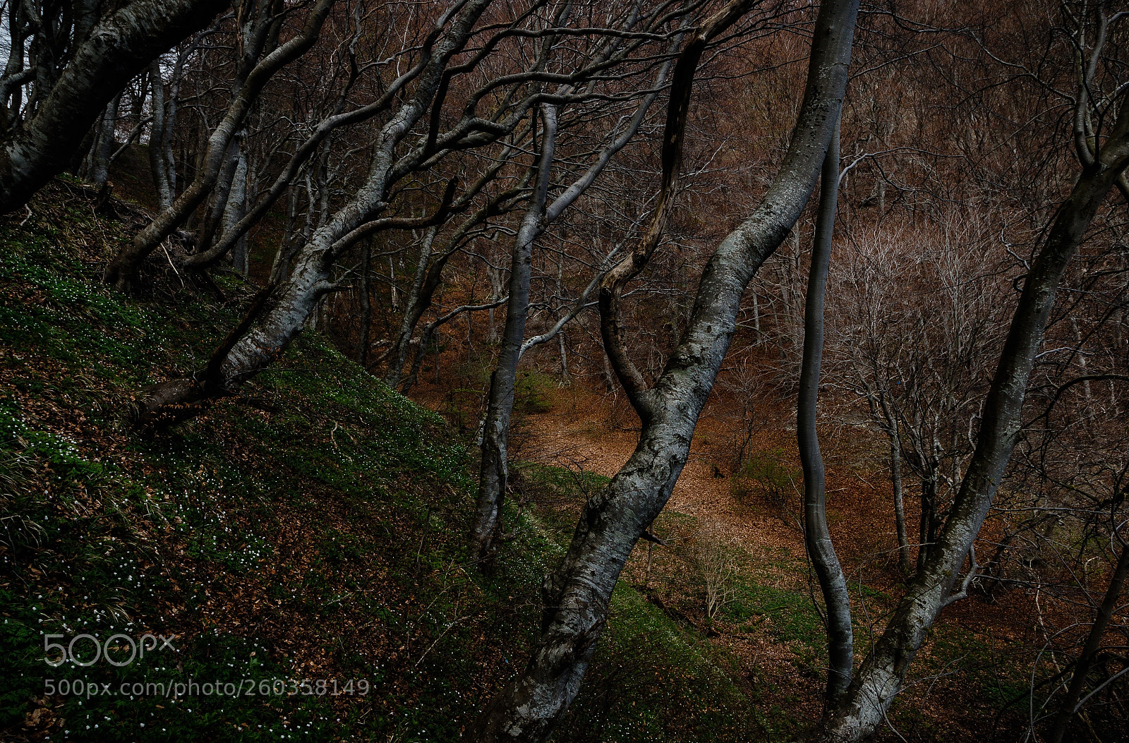 Canon EOS 7D Mark II sample photo. The dark forest photography