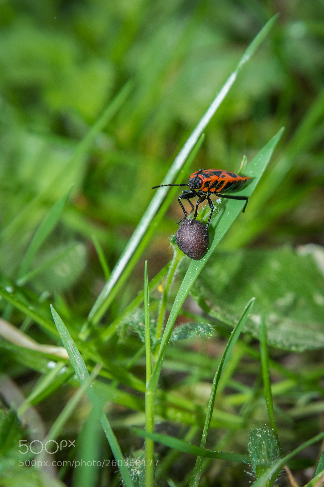 Nikon D7100 sample photo. The ball photography