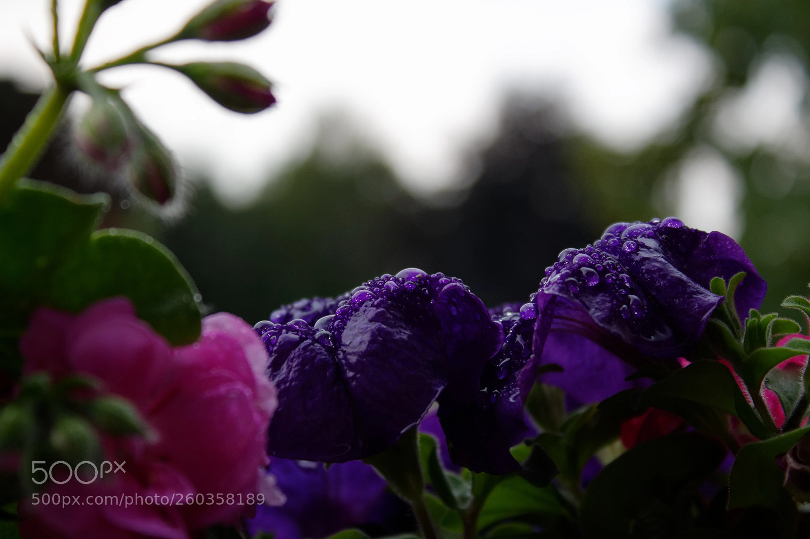Canon EOS 1100D (EOS Rebel T3 / EOS Kiss X50) sample photo. After the rain photography