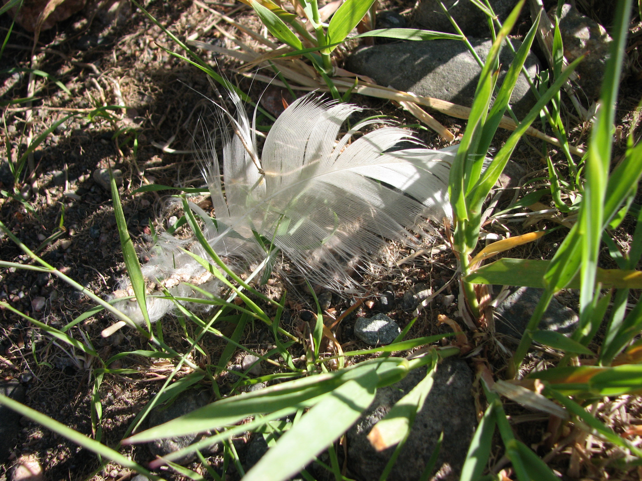 Canon POWERSHOT S3 IS sample photo. Feather photography