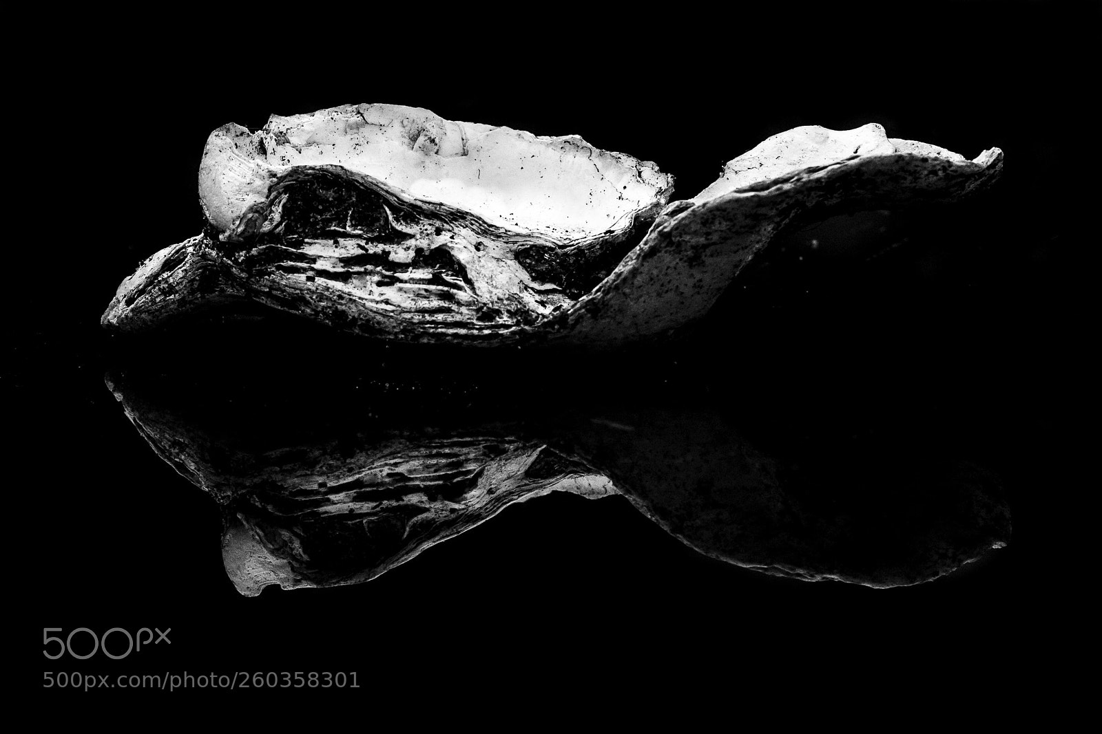 Canon EOS 7D Mark II sample photo. Shell reflection photography