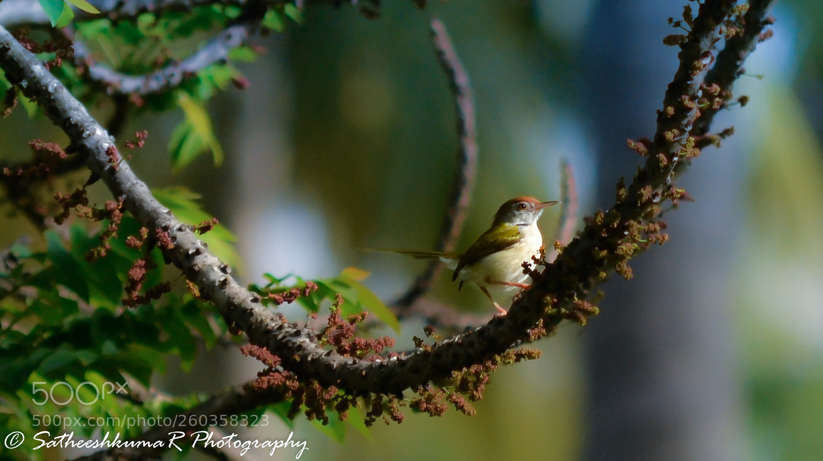 Nikon D3100 sample photo. Cute bird !! photography