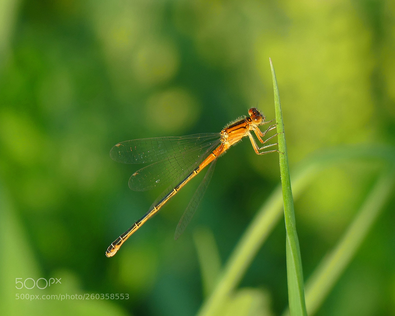 Panasonic Lumix DMC-FZ1000 sample photo. Damselfly photography