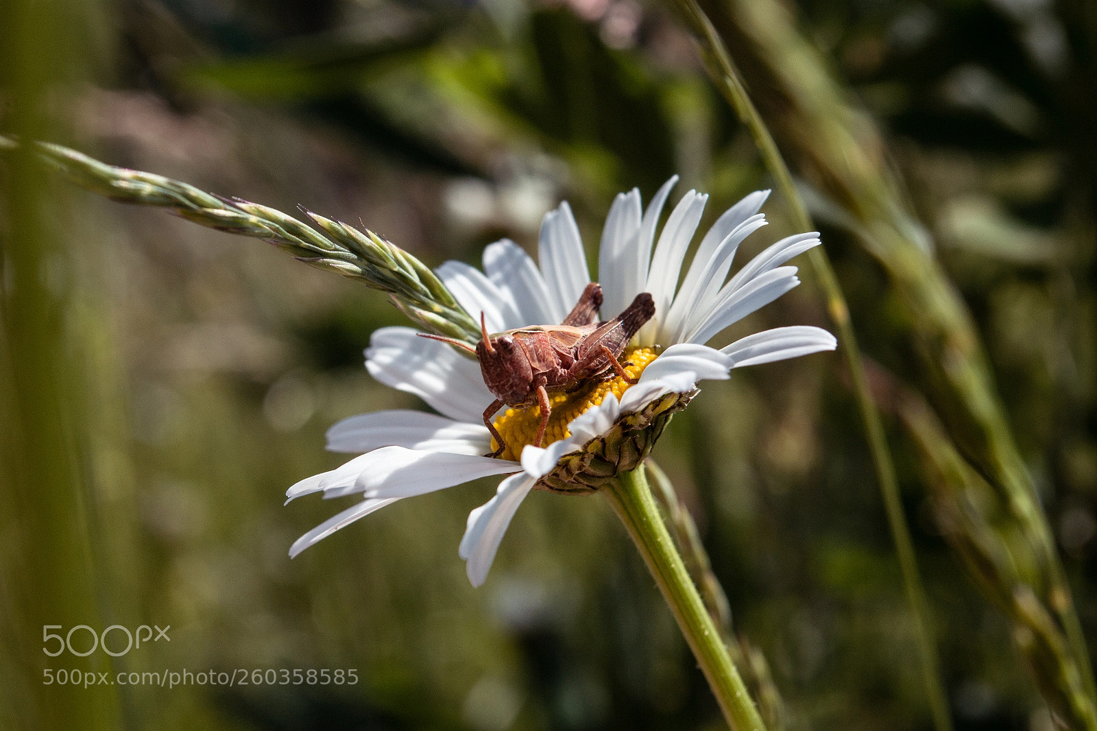 Nikon D3100 sample photo. Hello friend! photography