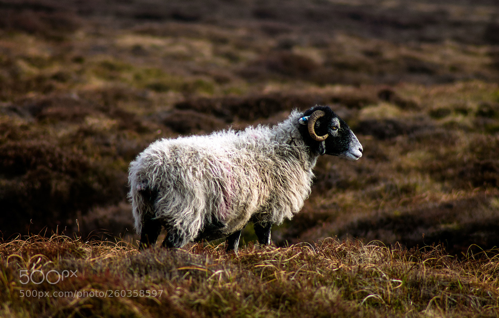 Canon EOS 1100D (EOS Rebel T3 / EOS Kiss X50) sample photo. British summer sheep photography