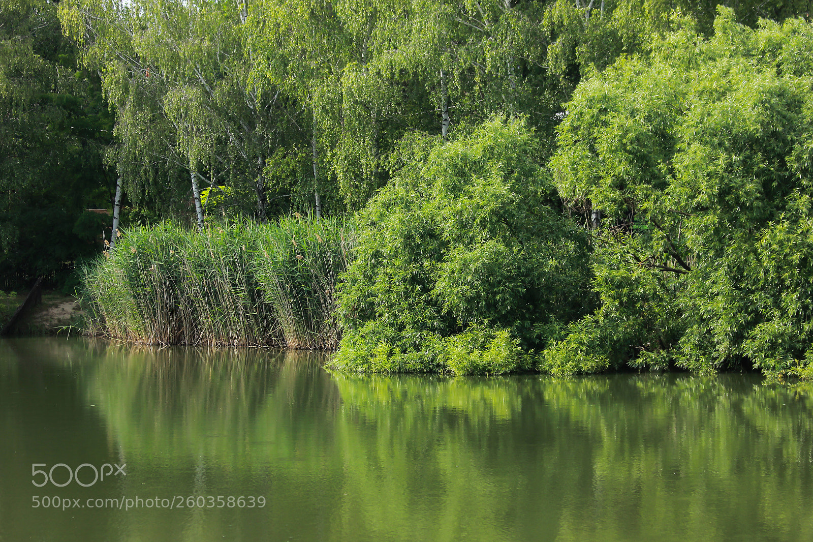 Canon EOS 600D (Rebel EOS T3i / EOS Kiss X5) sample photo. Green day photography