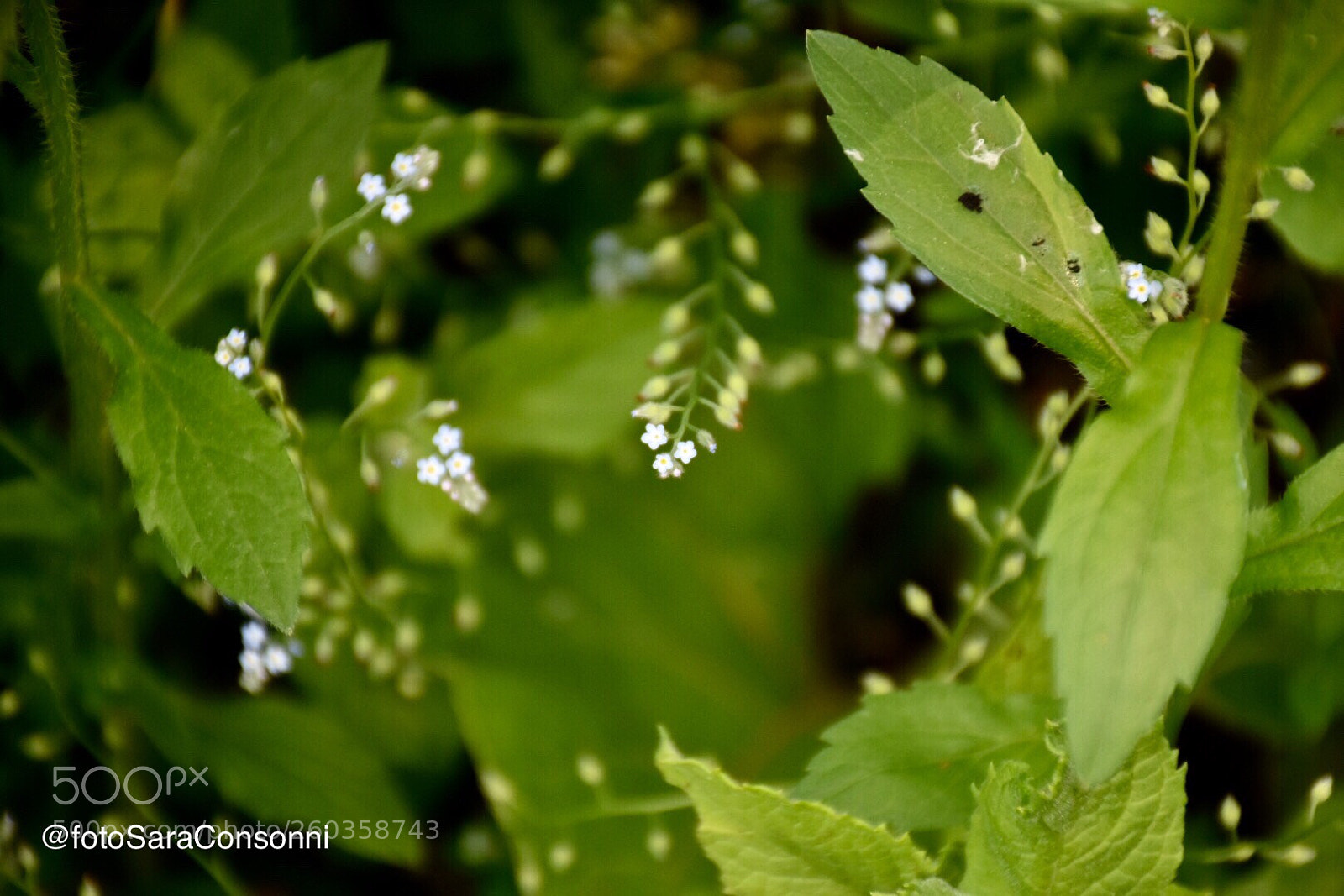 Nikon D7200 sample photo. Fiori  photography