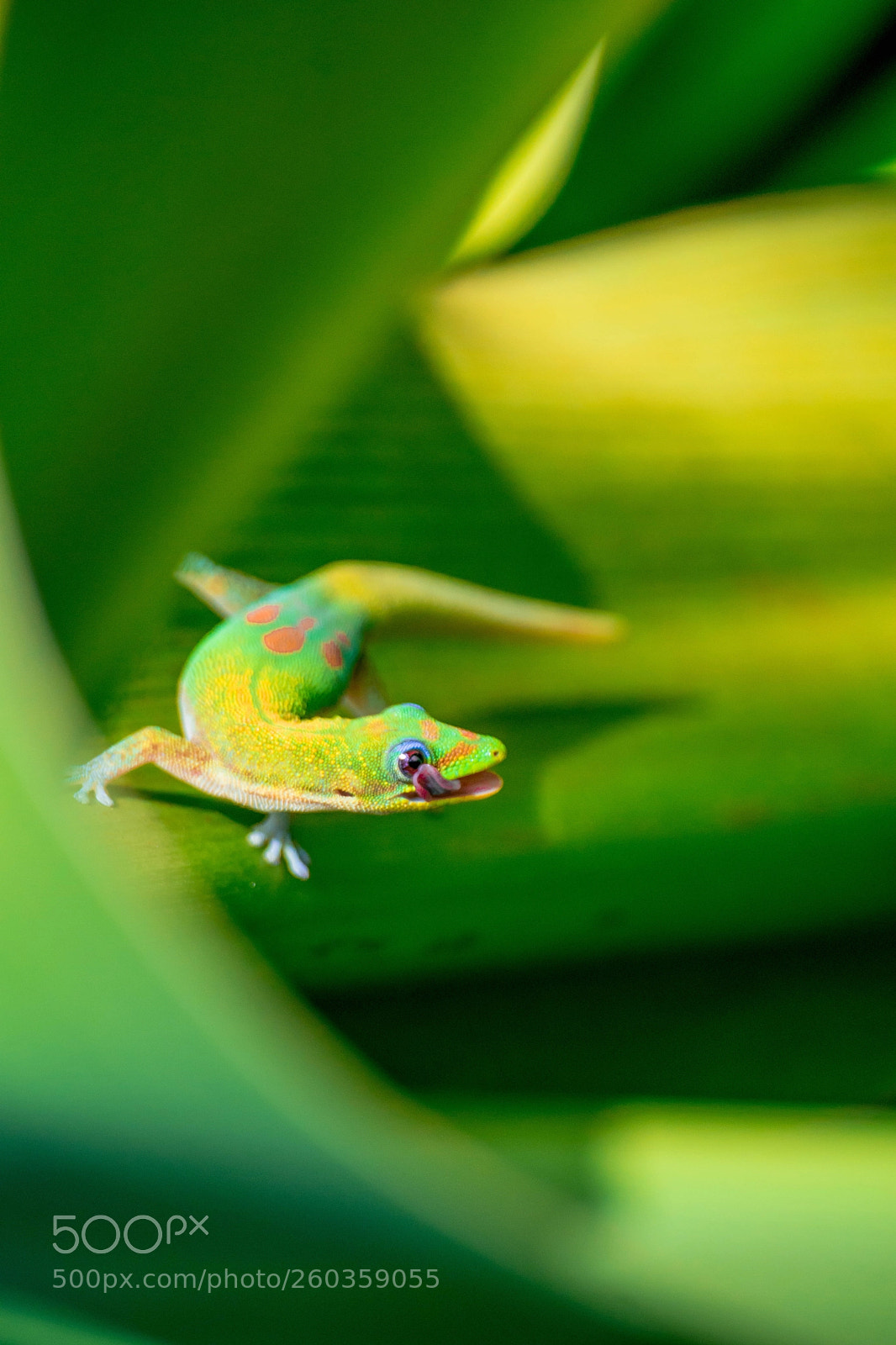 Sony a6000 sample photo. Anole photography