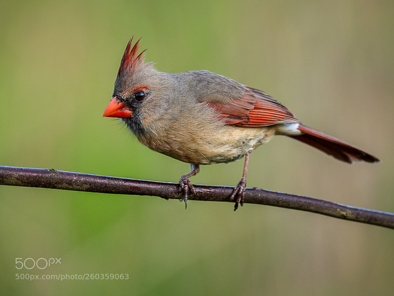 Olympus OM-D E-M1 Mark II sample photo. Northern cardinal photography