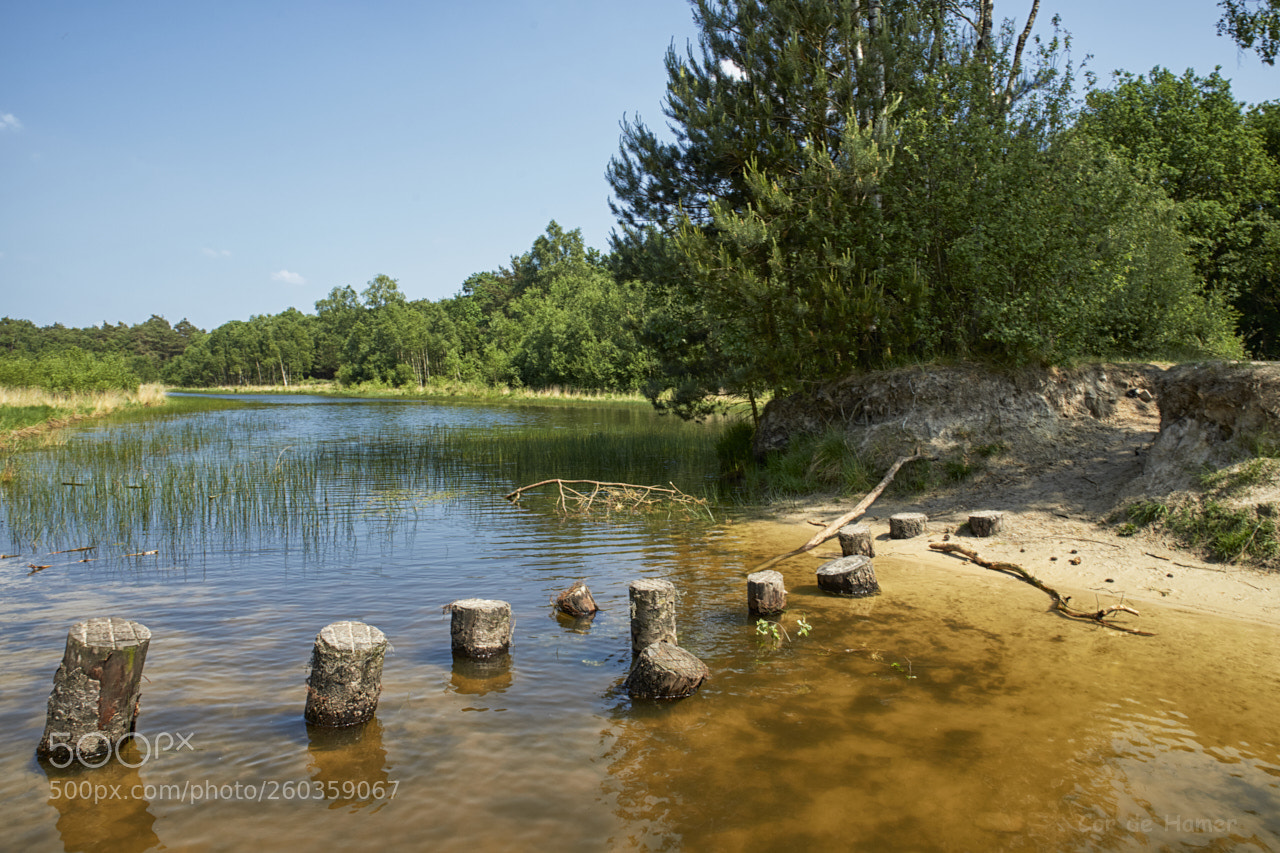 Sony a99 II sample photo. A sunny day at photography