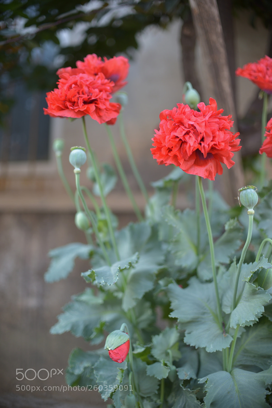 Nikon D750 sample photo. Untitled photography