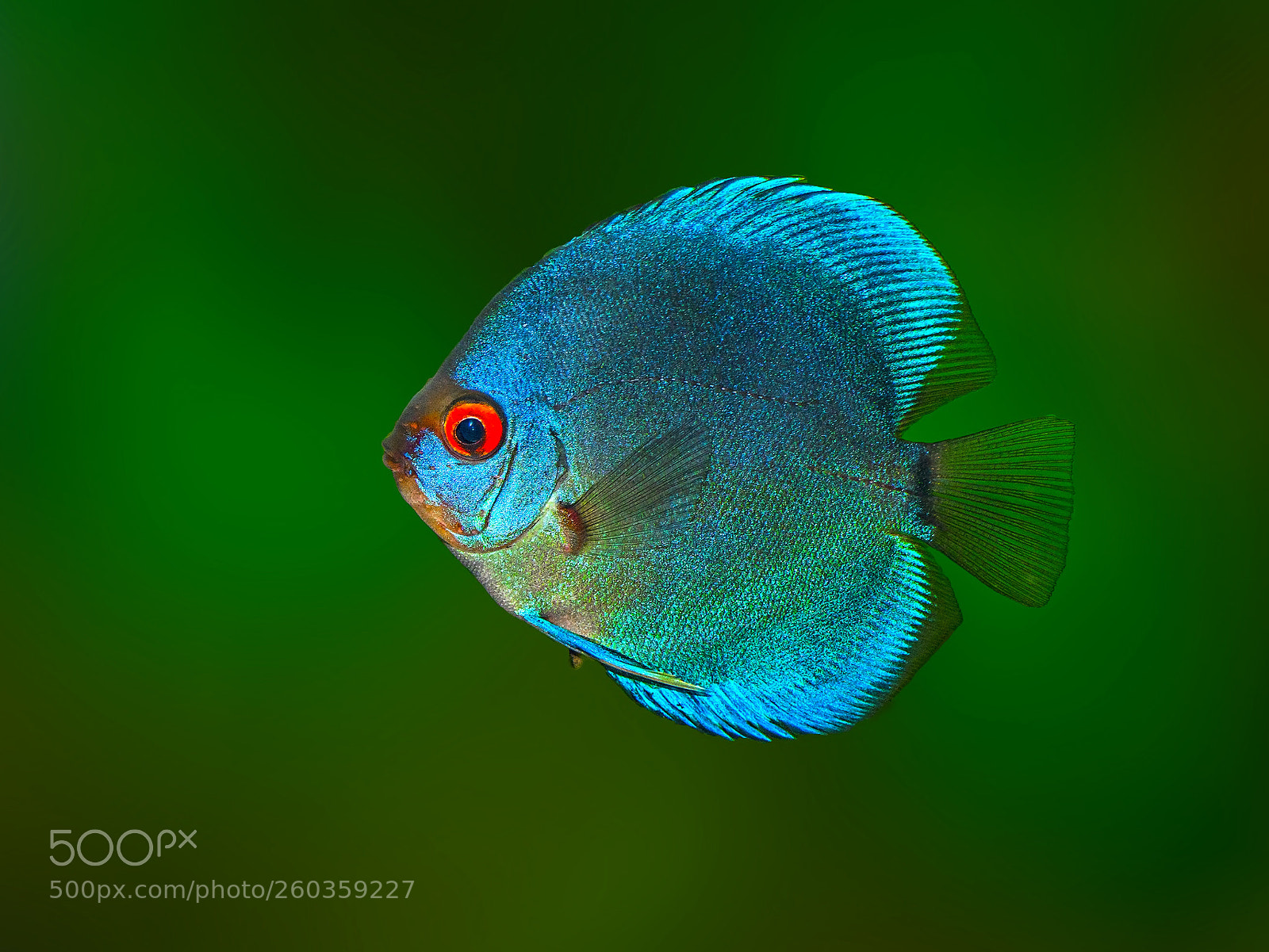 Sony a7R sample photo. Discus blue diamond photography