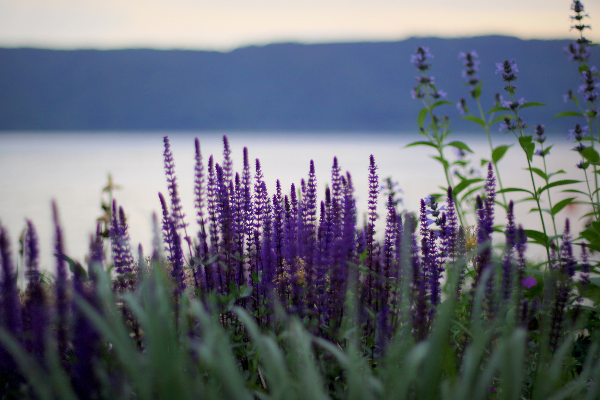 Canon EOS 50D + Canon EF 50mm F1.4 USM sample photo. Lake flowers photography